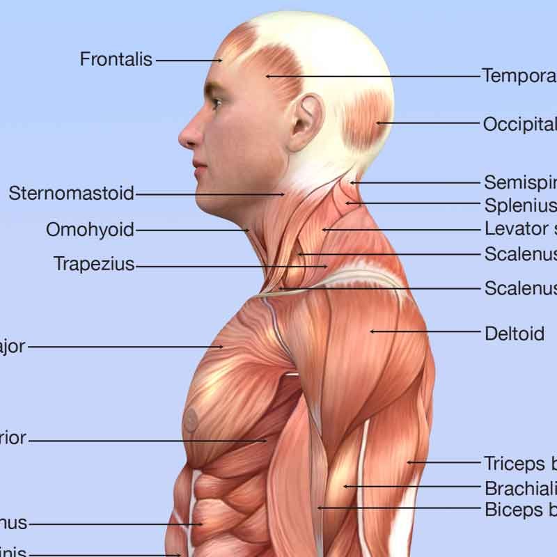 3D illustration showing lateral view of human full body muscle anatomy
