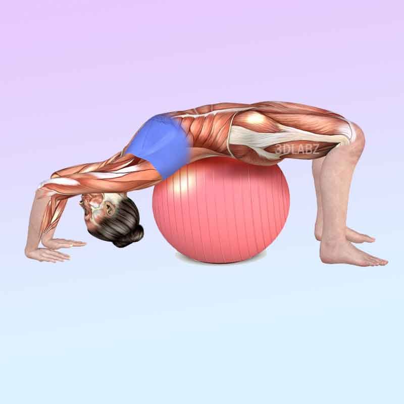 Exercise anatomy illustration for a gym ball workout