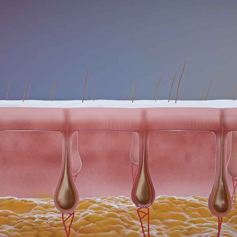 A 3D Illustration image showing hair folicle