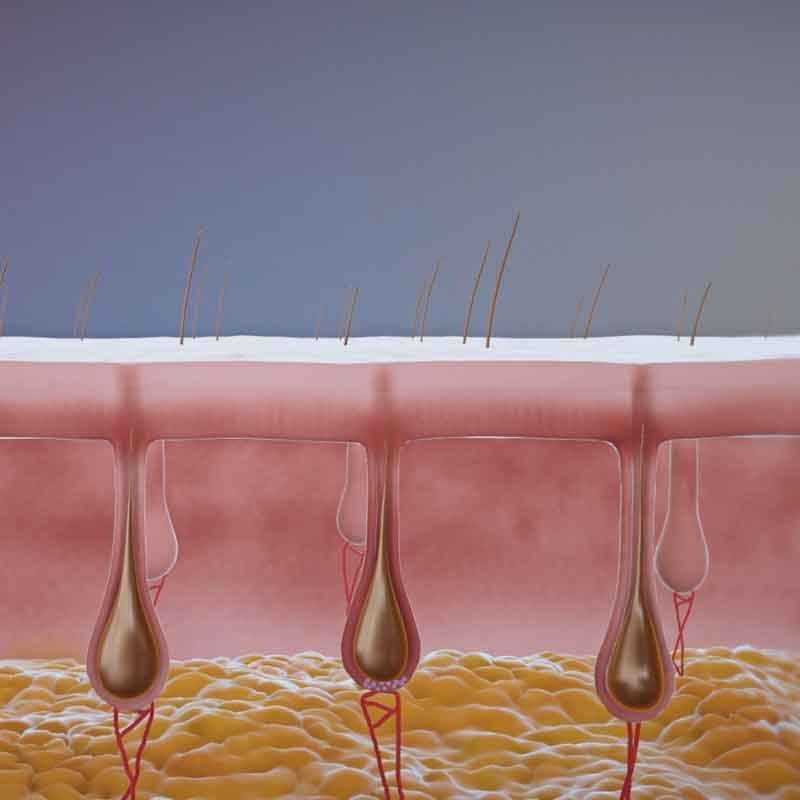 A 3D render view from hair restoration animation