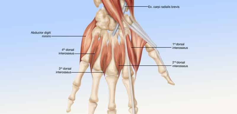 Muscle anatomy illustration for hand dorsal side view