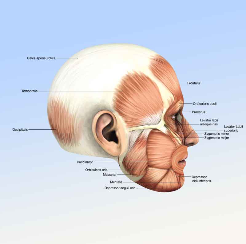 3D Illustration showing muscle anatomuy of the lateral view of human head