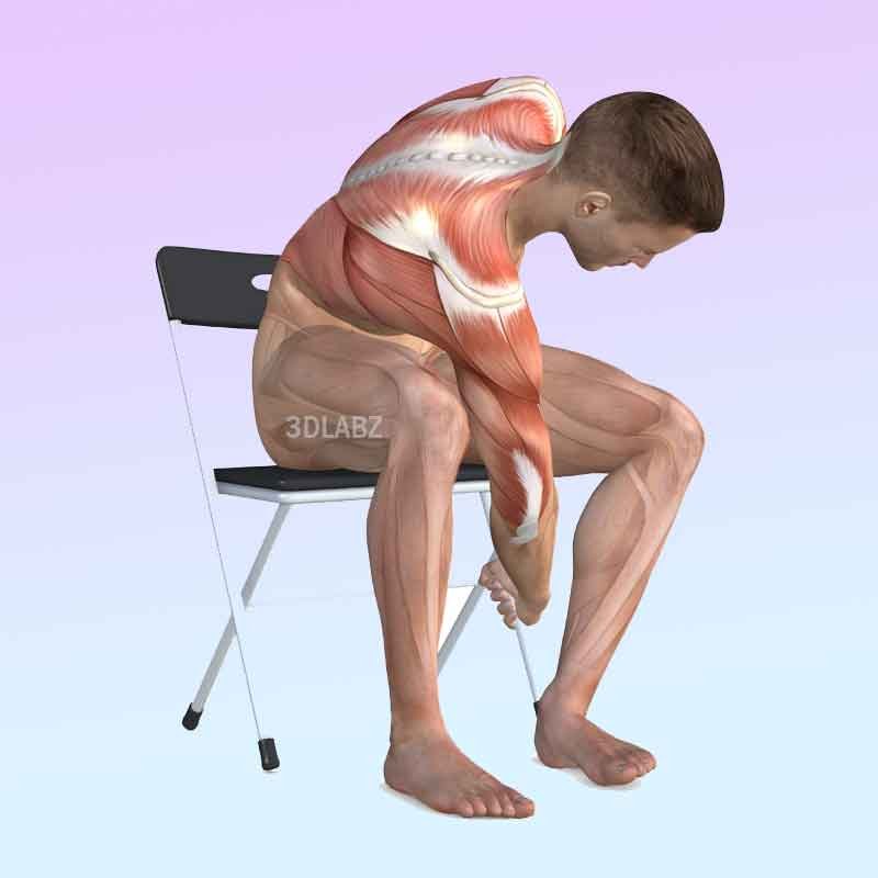 Healthy back workout anatomy illustration