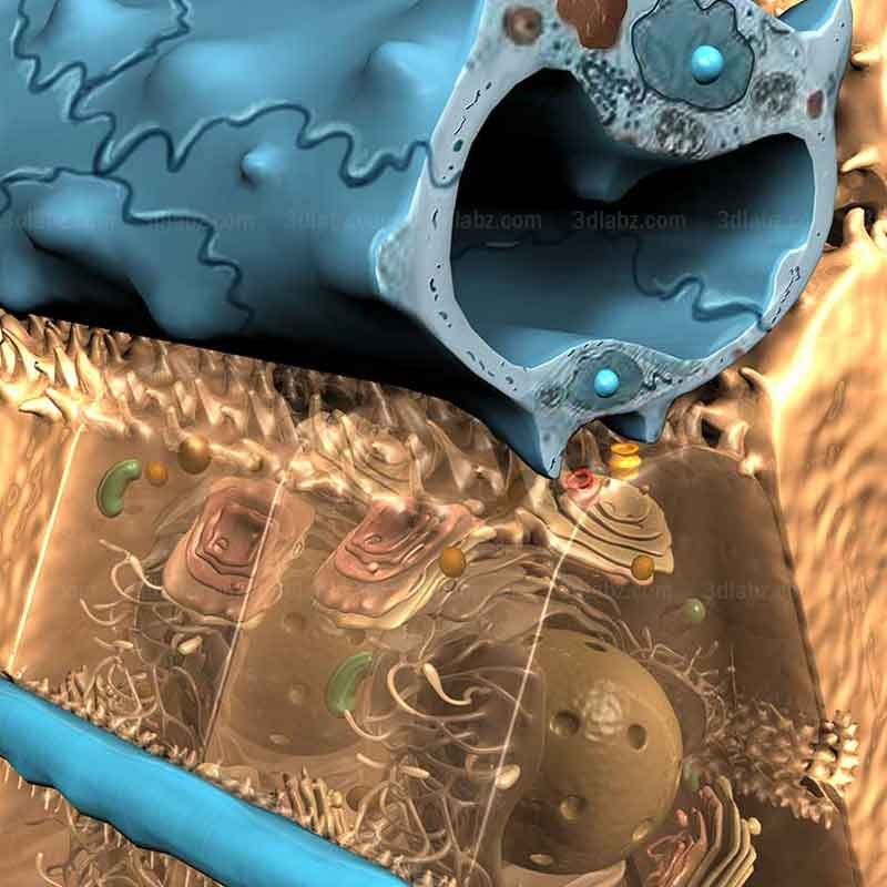 A 3D render image showing Hepatocyte Cells in the Liver