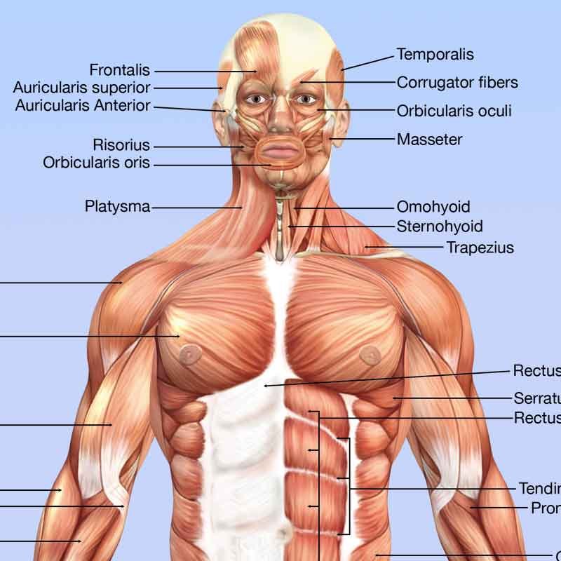 Human anterior anatomy full body diagram