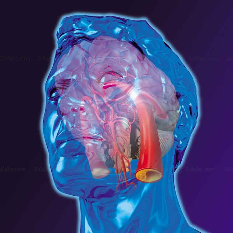 A 3D illustration showing human head arteries veins blood vessels