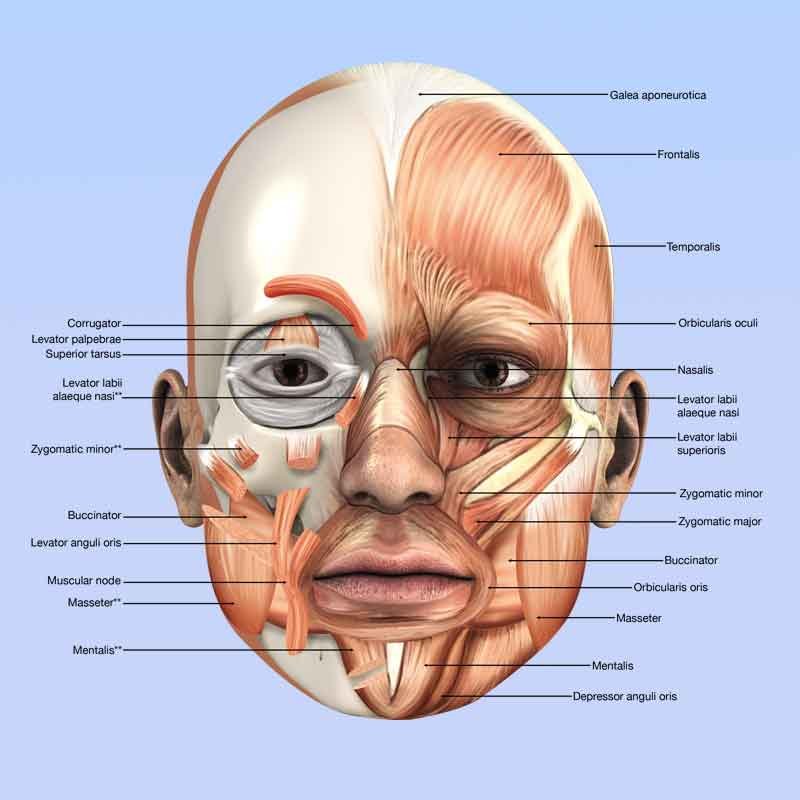 Lateral view of human head muscle anatomy