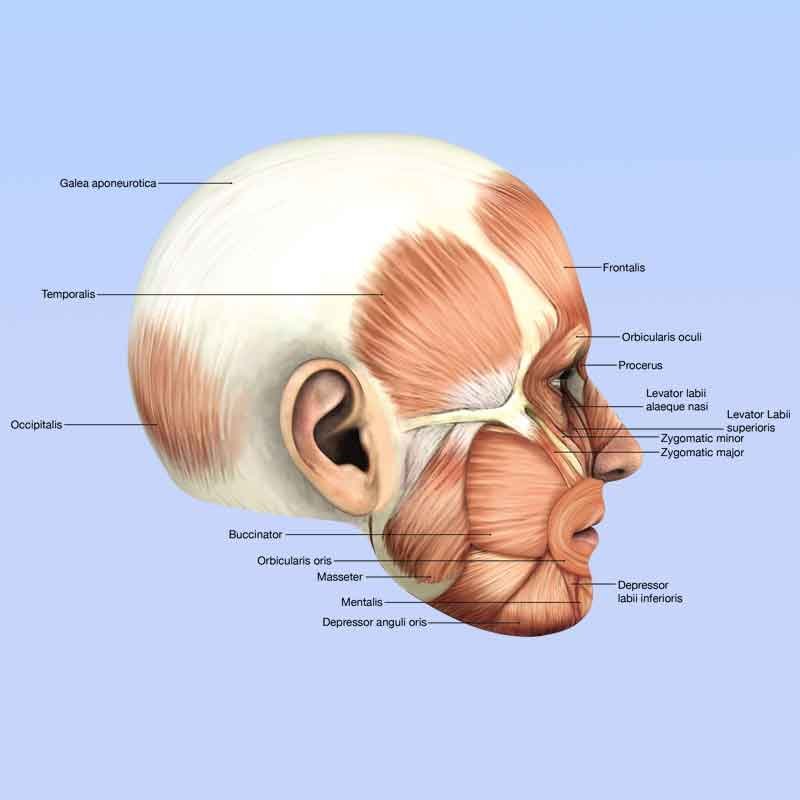 Lateral view of human head muscle anatomy