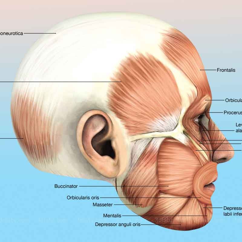 A muscle illustration showing lateral view of the head