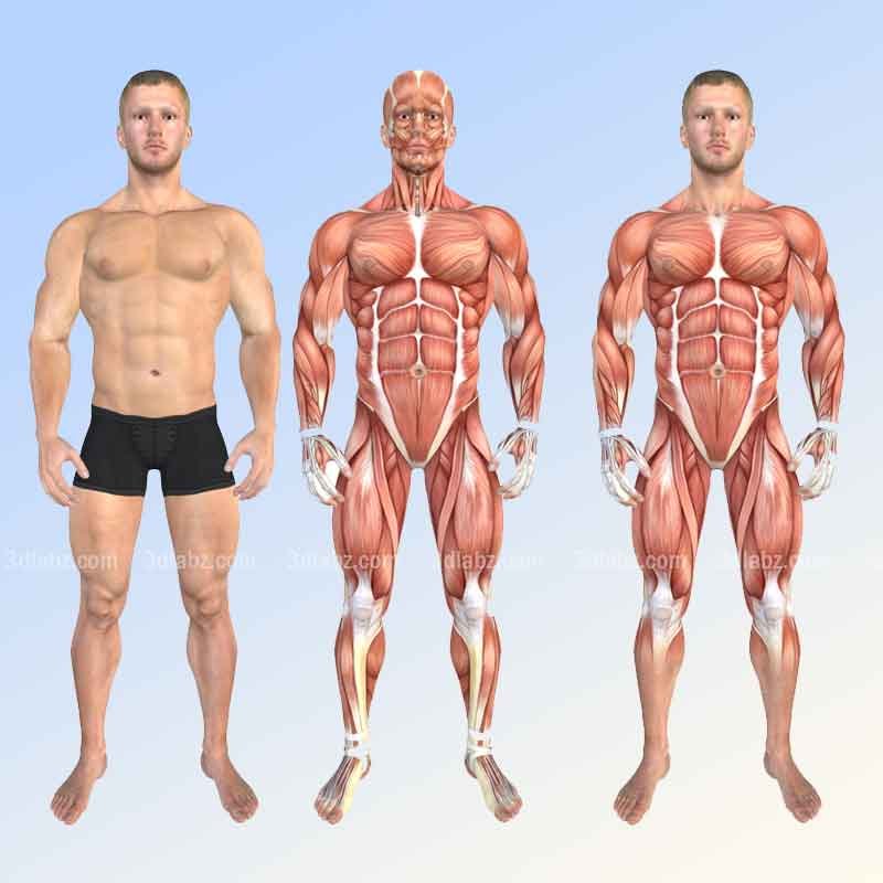 A 3D render image showing anatomy of male muscular system