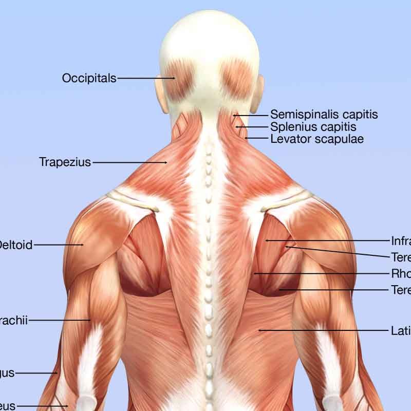 Human Posterior anatomy full body diagram