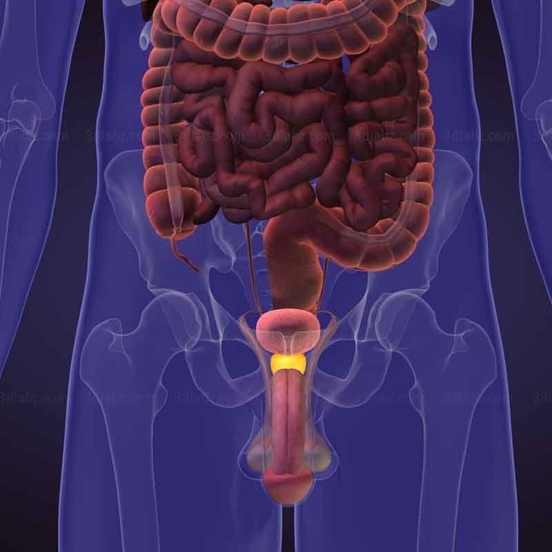 A 3D medical rendering showing human prostate gland anatomy