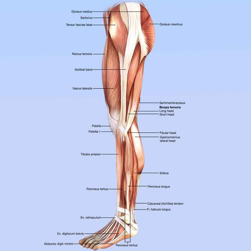 Lateral leg muscles anatomy labeled