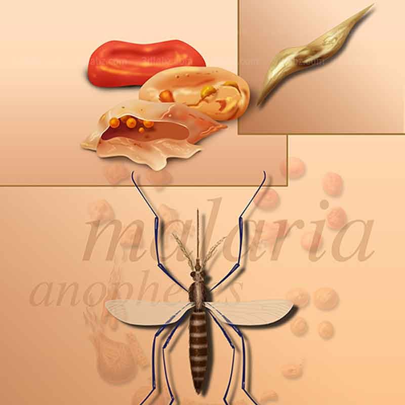 A 2D illustration showing malaria anopheles mosquito life cycle