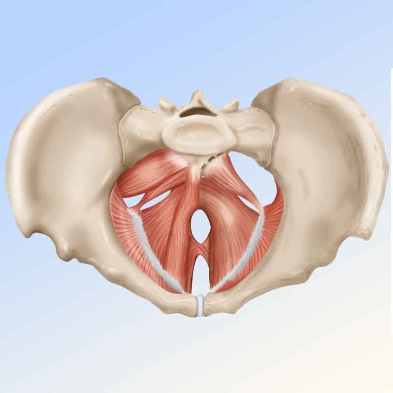A male pelvic floor muscle anatomy 3D model render image