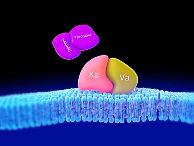 3D still render view showing drug's mechanism of action in body