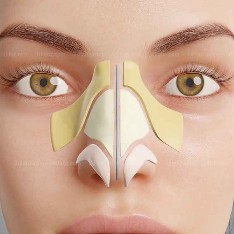 A nose structure 3D model created for rhinoplasty animation