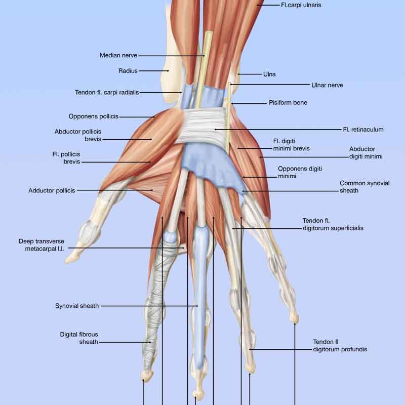 Palmar hand muscles anatomy 3D illustration labeled