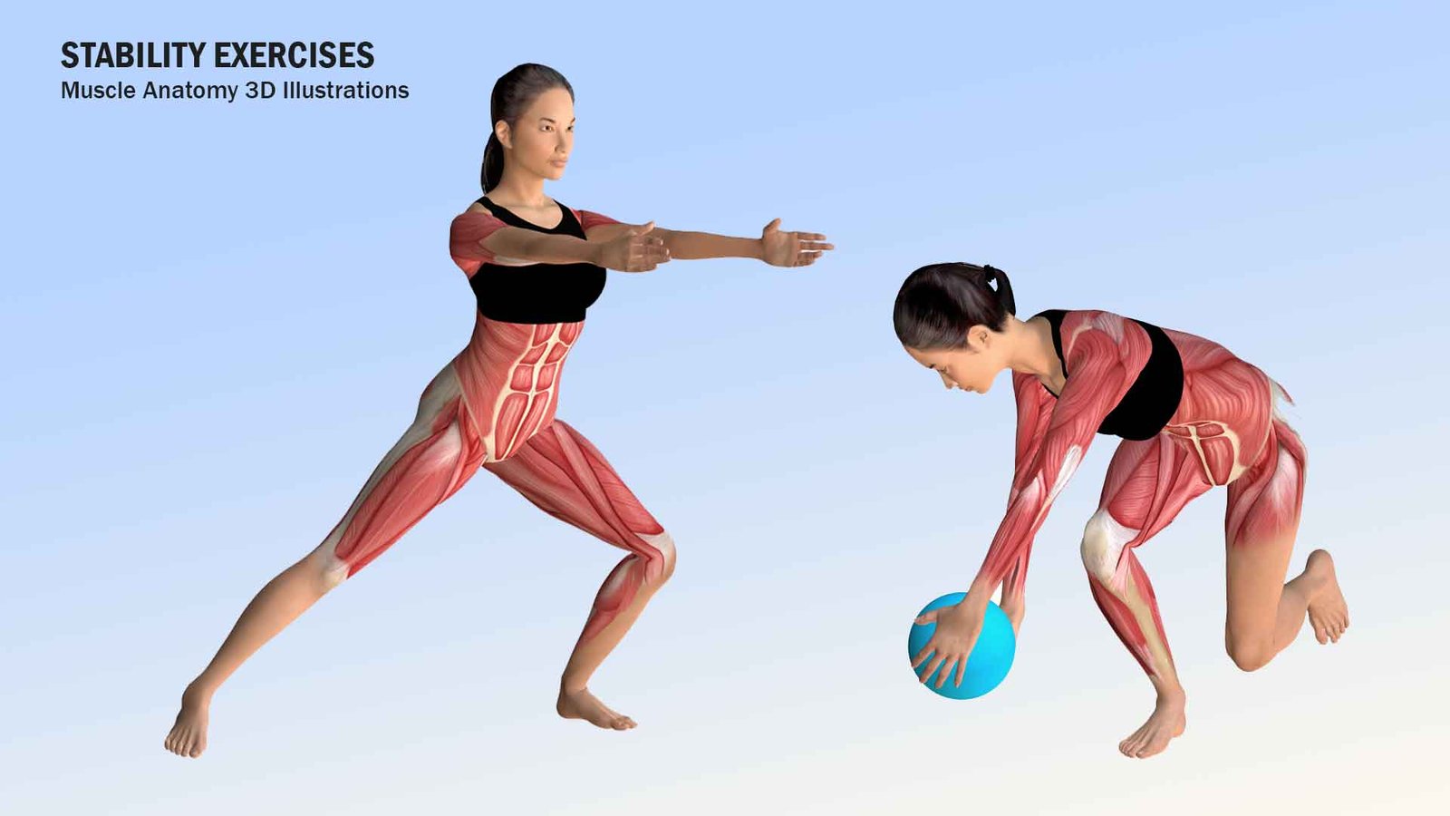 Muscle anatomy 3D rendering for stability exercises