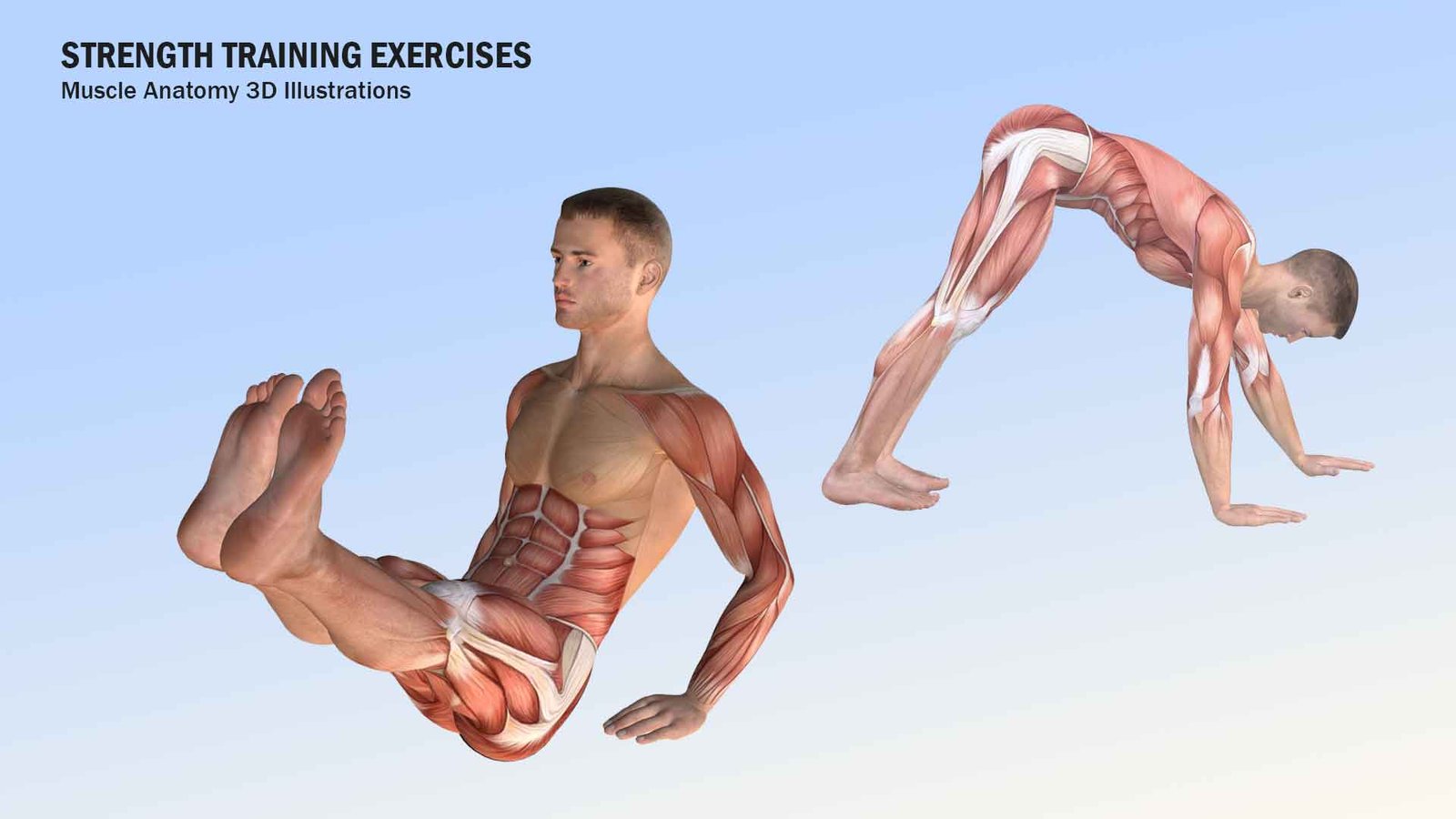 Anatomy illustrations for strength training exercises