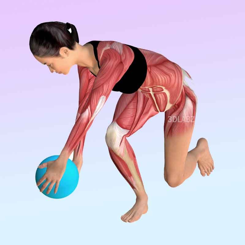 Strength training exercise 3d anatomy illustration