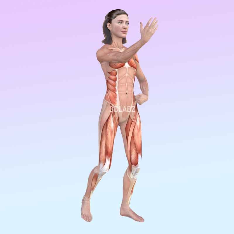 A 3D illustration showing tai chi exercise with muscle anatomy