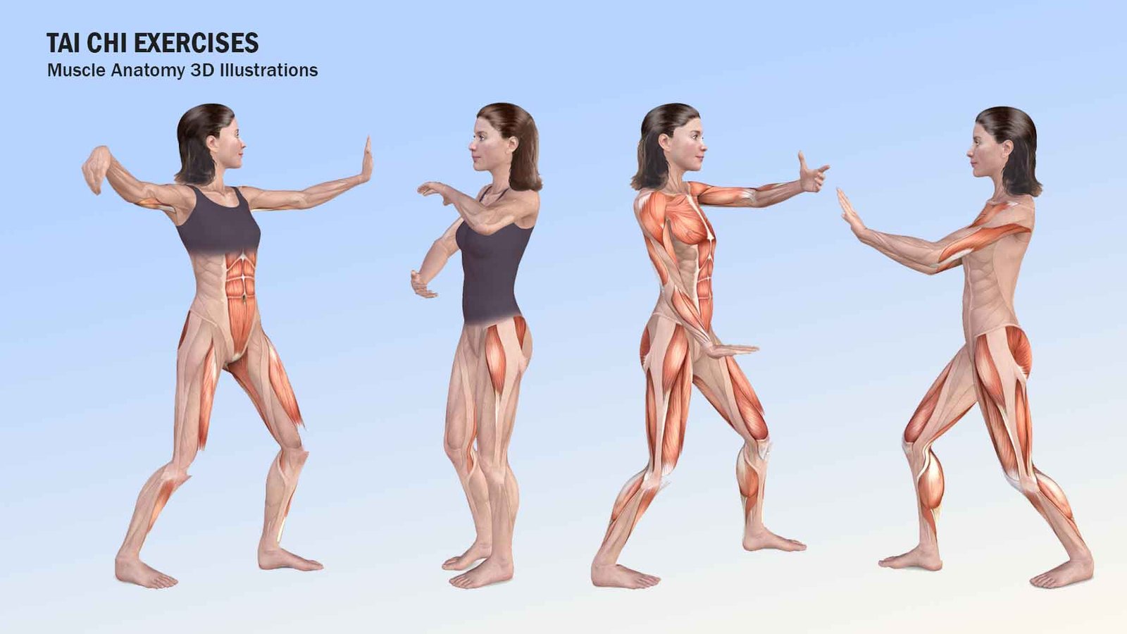 Tai Chi exercises anatomy 3D illustrations