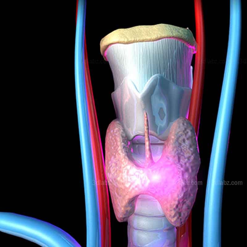 A 3D medical illustration showing thyroid gland