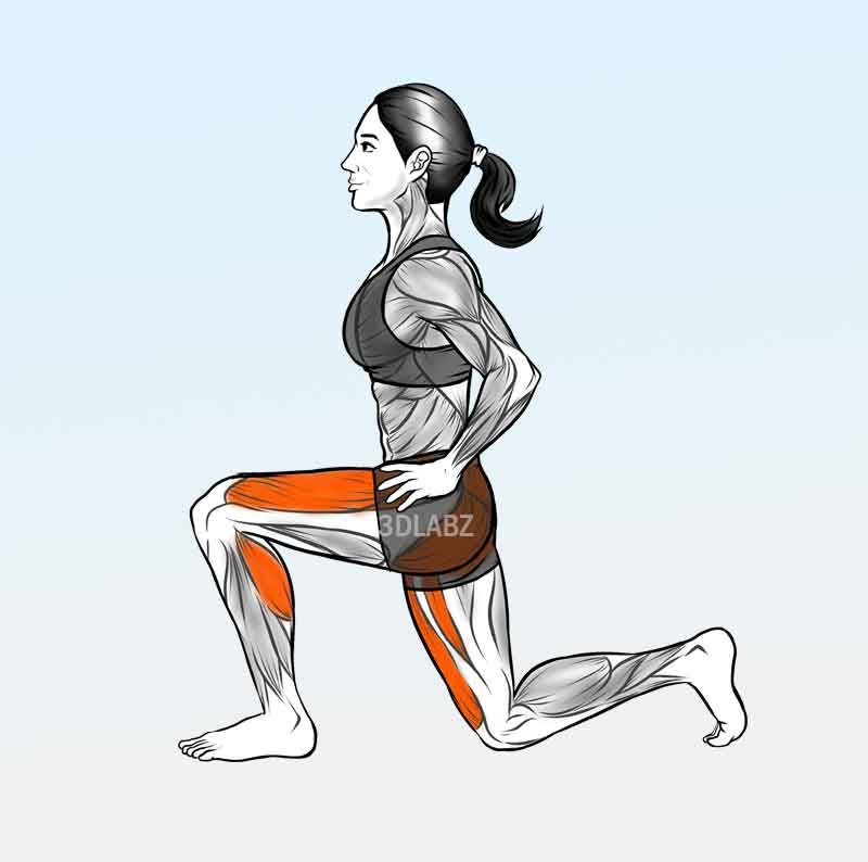 Workout anatomy 2d illustration
