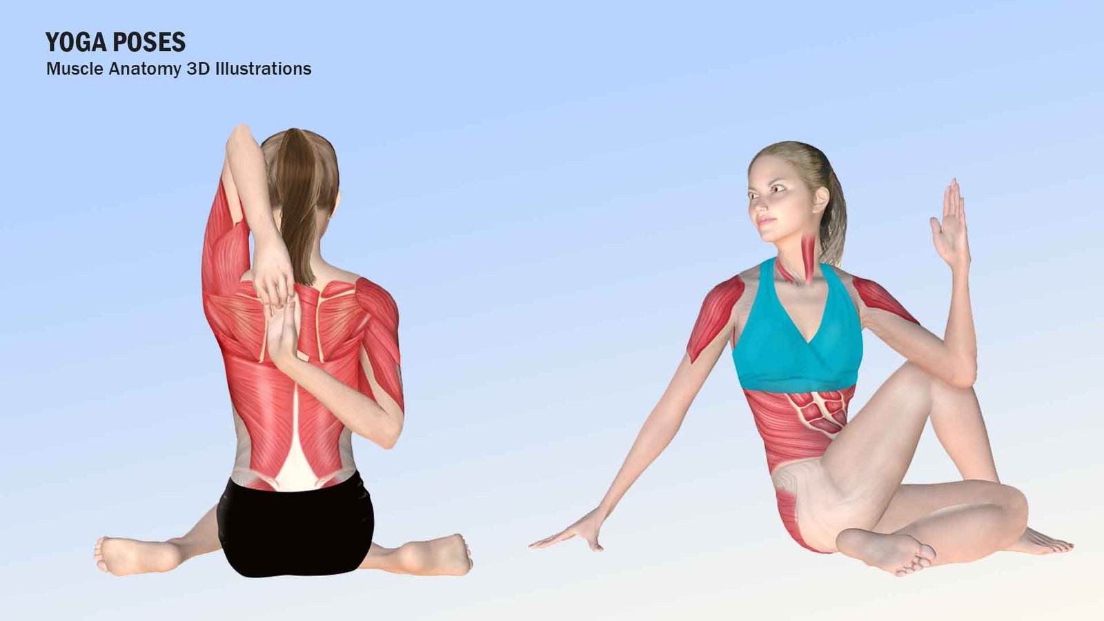 Muscle anatomy illustrations for yoga poses