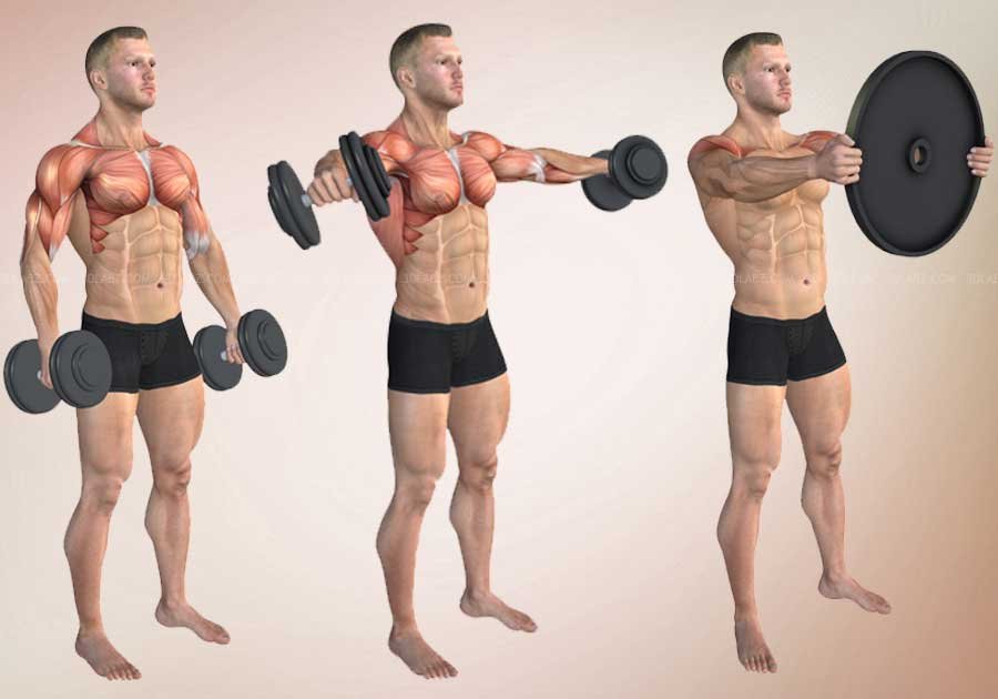 Body building anatomy illustrations