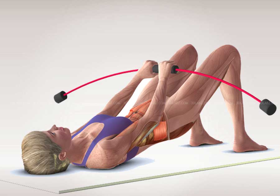 Flexi-bar Anatomie 3D
