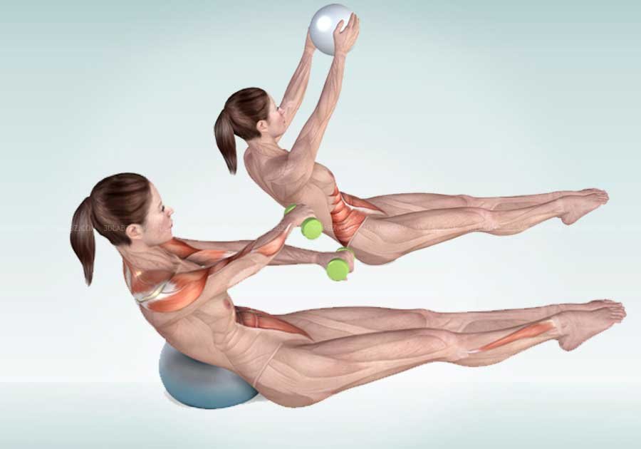 Pilates Anatomy Illustrations