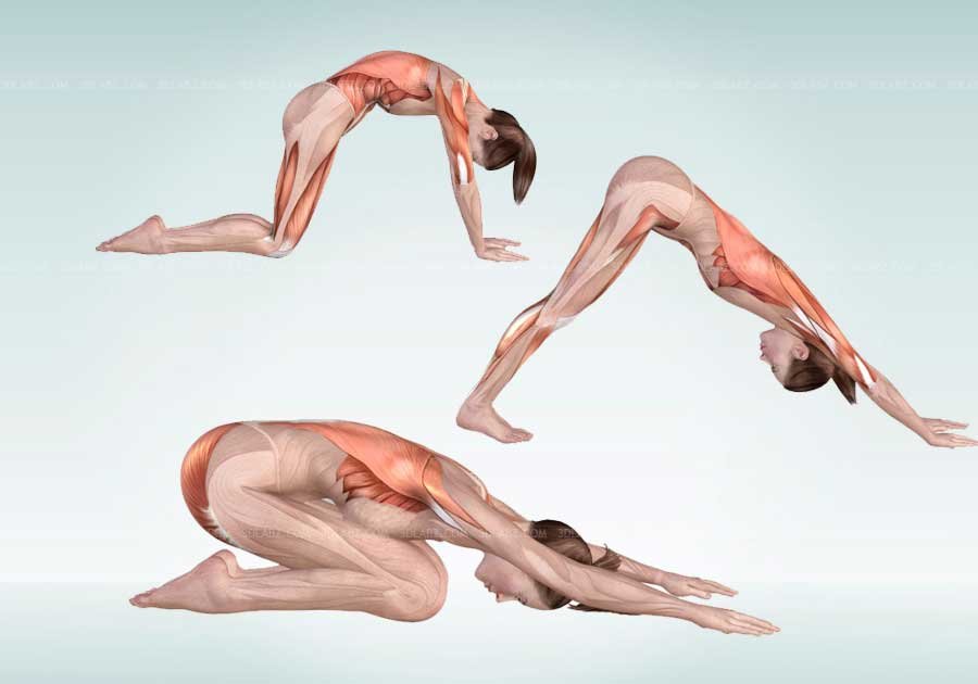 Pilates Anatomy Illustrations