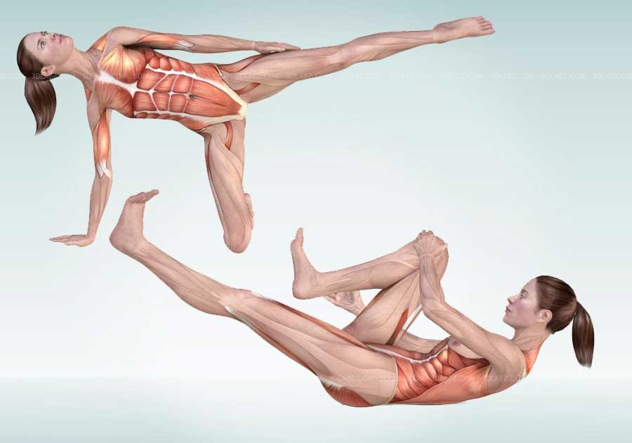 Pilates Anatomy Illustrations