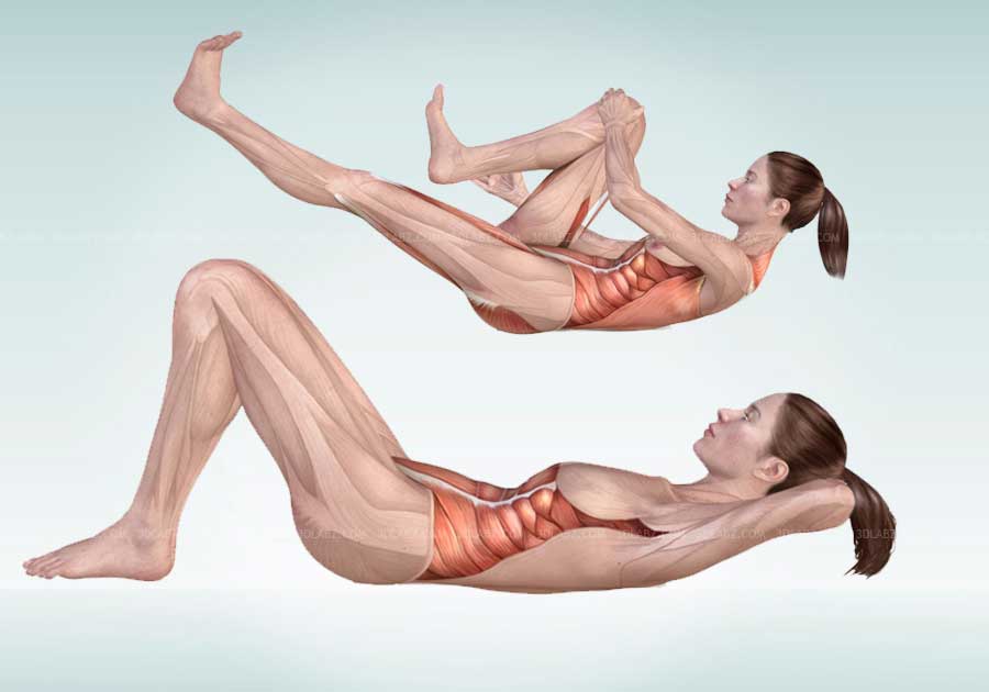Pilates Anatomy Illustration.