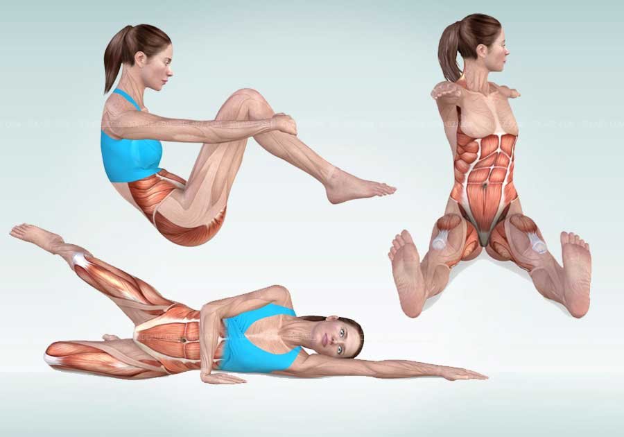 Pilates Anatomy Illustrations