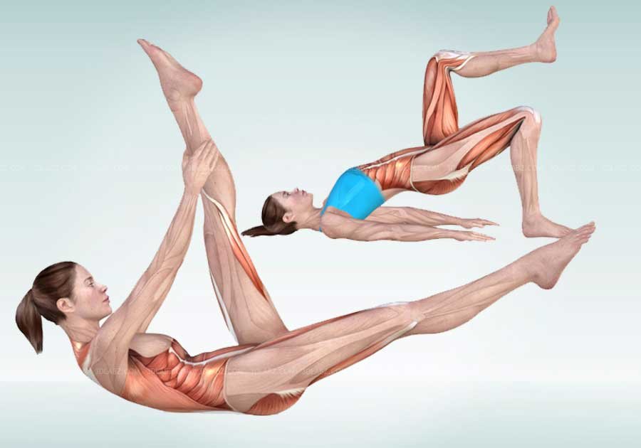 Pilates Anatomy Illustrations