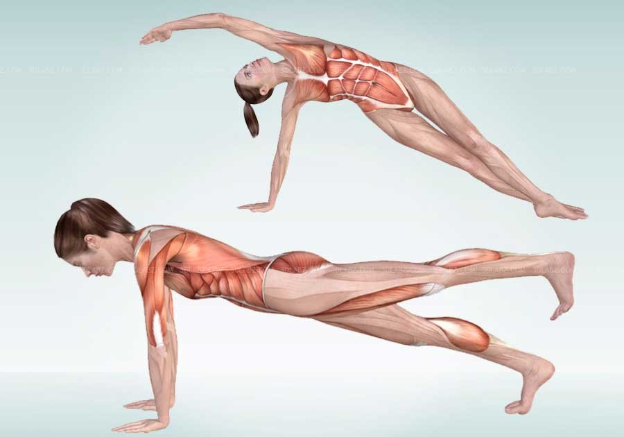 Pilates Anatomy Illustrations