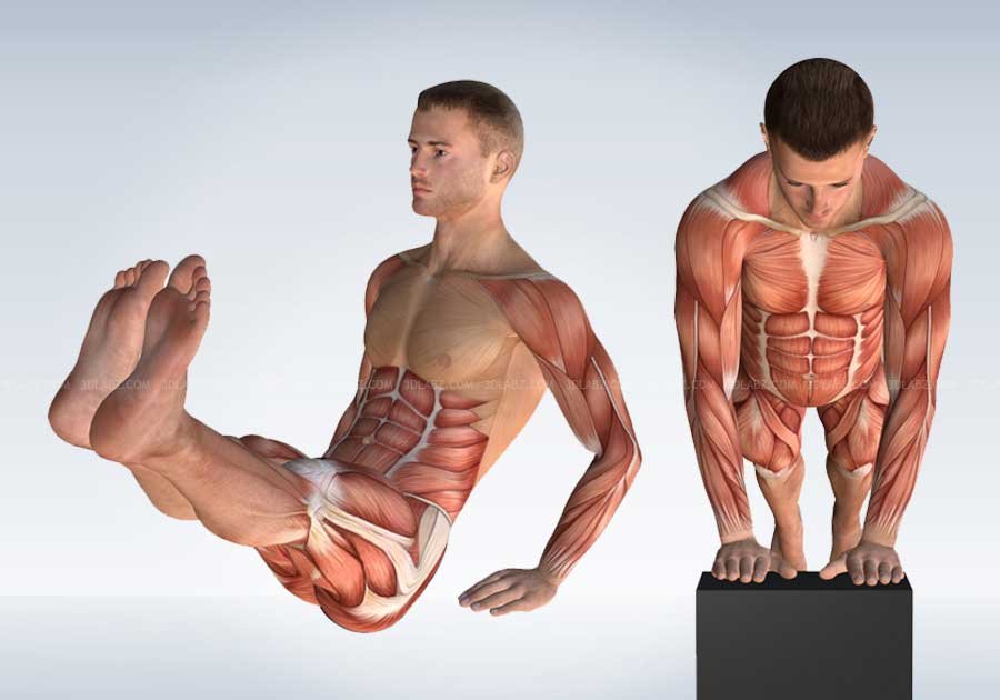 Anatomy of Strength Exercises