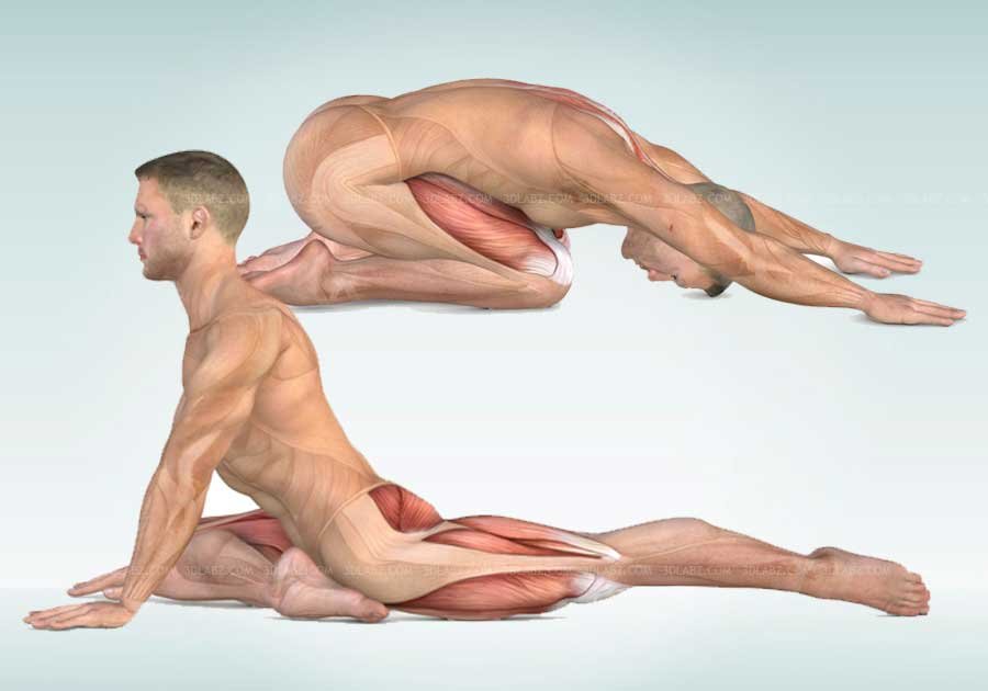 Stretching Anatomy Illustrations