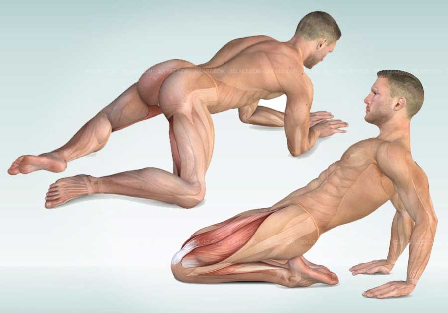 Stretching Anatomy Illustrations