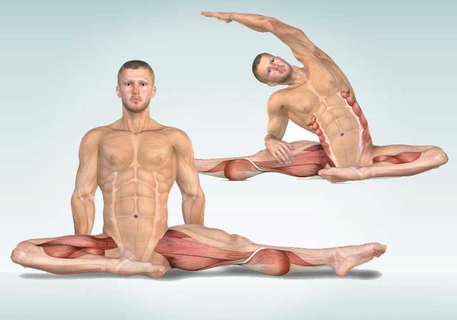 Stretching Anatomy Illustrations