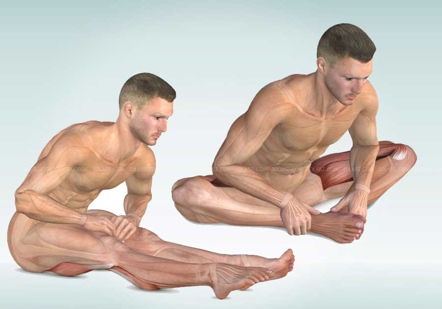 Stretching Anatomy Illustrations