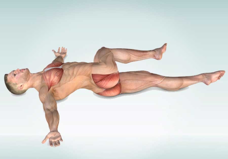 Stretching Anatomy Illustrations