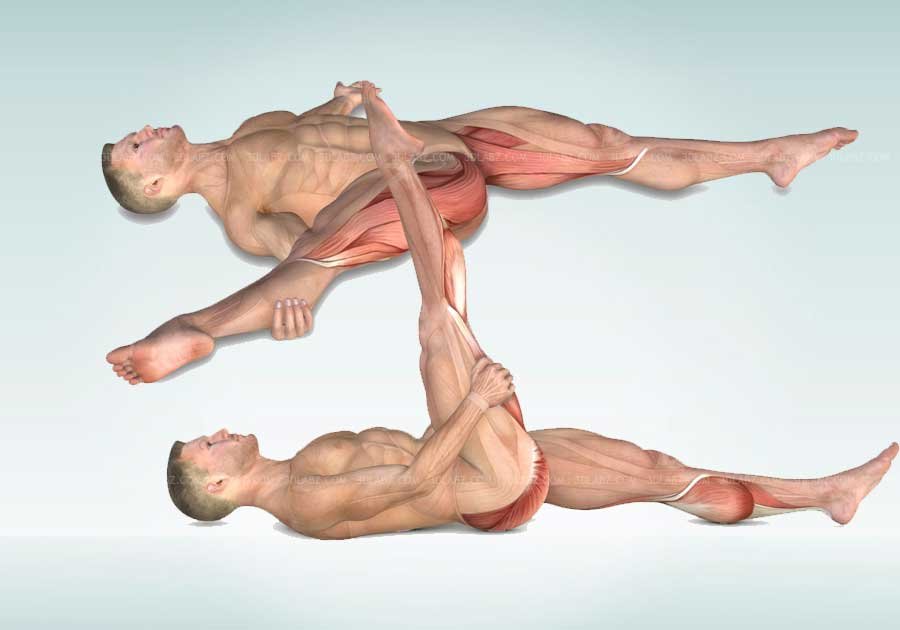 Stretching Anatomy Illustrations