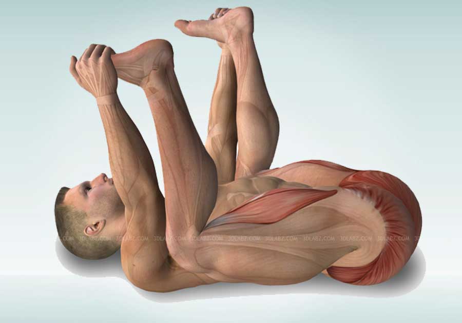 stretching.anatomy# 08.