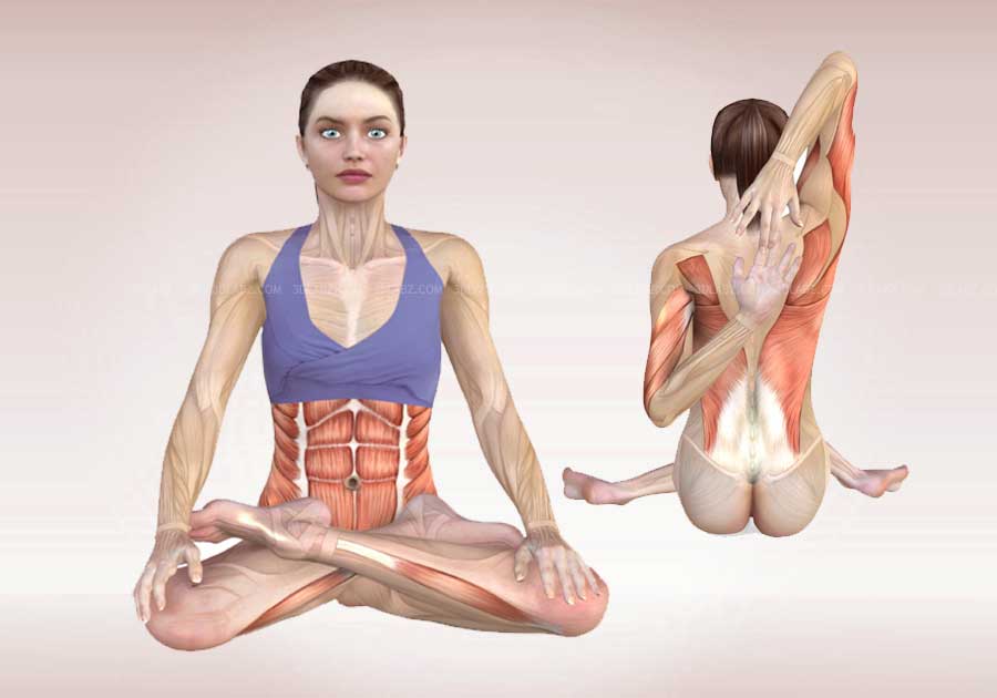 3D Yoga Anatomy IPA Cracked for iOS Free Download