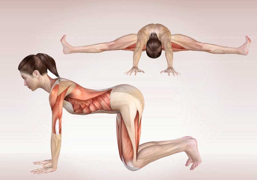 Yoga Anatomy Illustrations