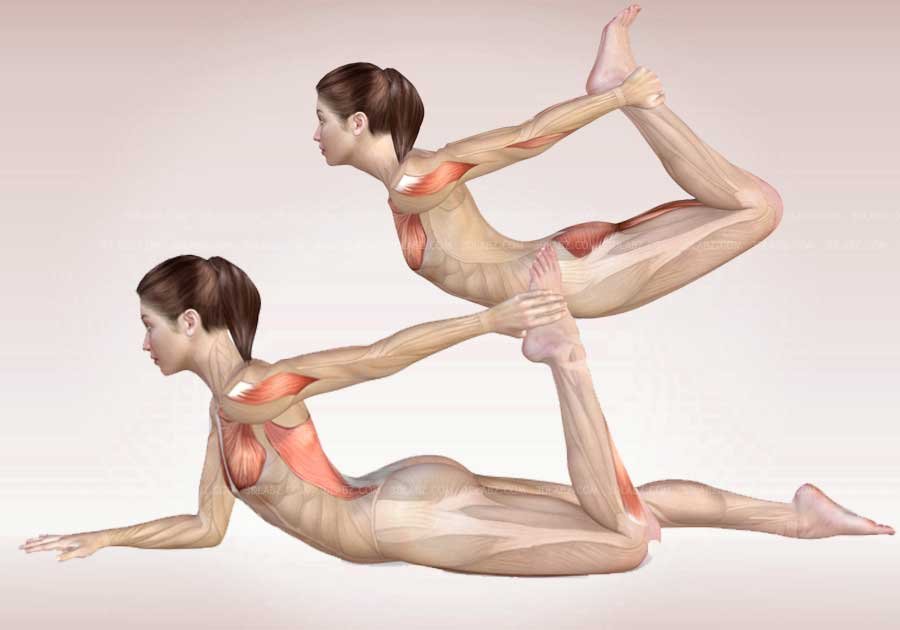 Yoga Anatomy Illustrations